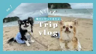 【レジーナリゾート鴨川へ🐬】［trip with my dog］