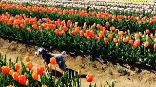 Chiba Sakura City Tulip Festival || 千葉県佐倉市チューリップ祭り || Festival Bunga Tulip di Kota Sakura - Chiba