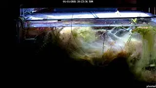 Planted Tank Live Stream