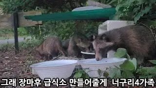 너구리 밥까지 챙겨줘야 되네  이건 묘연처럼 너연?구리연