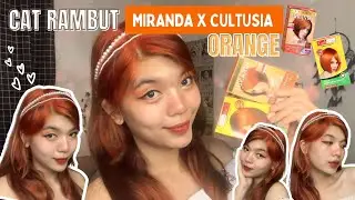 CAT RAMBUT ORANGE ( MIRANDA X CULTUSIA )