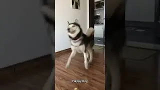 Happy dog #funny #funnypet #animals #happy #happydog #dog #dogvideos