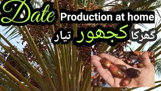 Date Production at Home