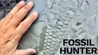Museum-Grade RARE Reptile Paddle/Flipper! (Ichthyosaur) | Fossil Hunter
