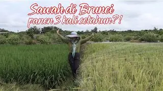 PERSAWAHAN DI BRUNEI HANYA MENGANDALKAN HUJAN TAPI HASILNYA..