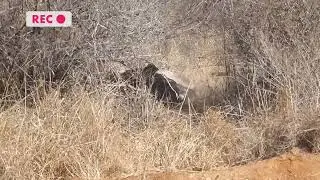 Lion Cheetah Vs ostrich Mom: A Heartbreaking Race to Save Her Baby & More