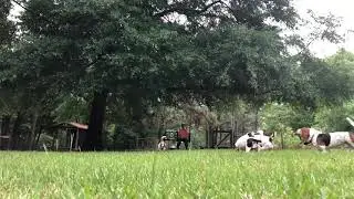 Slow motion basset hounds