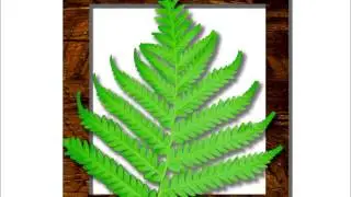 Fern Leaf - Metaphor for Resilience