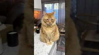 @christieataconcert: The stark contrast btwn an orange cat and a black cat 🤦🏼&zwj;♀️