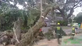 Tree Service Orlando Winter Park