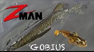 Z-MAN Gobius slamming river SM bass, until the Muskies arrived! #zman #gobius #muskie