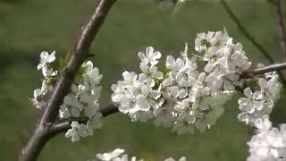 ЦВЕТУЩЕЙ ВИШНИ АРОМАТ (Cherry Tree Flowers Blossoms)