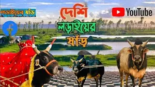 নুর মোহাম্মদ বলীর ঐতিহাসিক ষাঁড়ের লড়াইয়ে বাডাইল||Nur Mohammad Bolir Transitional Bull Fight 💥