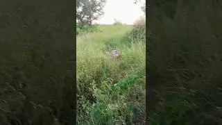 Luna German shorthaired Pointer Pointing of black partridge (kala teetar)