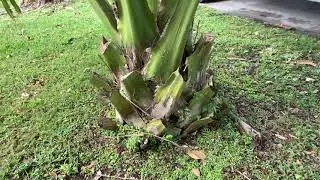 CORYPHA UMBRACULIFERA FEB 2020 update.. WORDLS BIGGEST PALMS