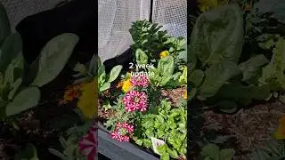 Vegetable Update