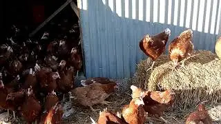 350 young hen Lohmann Brown / first day /  (new members in chicken coop)