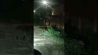 кабанчики в Костроме