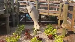 Fun at Manatee Viewing Center 😄😆😊