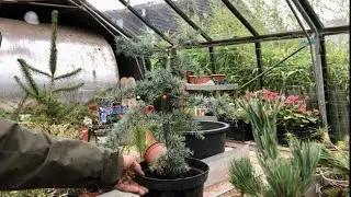 A Little Tour Round The Greenhouse&hellip; Bonsai From The Start!!