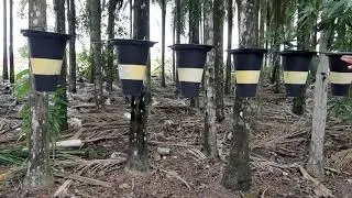Como usar a criatividade para matar frango sem se machucar
