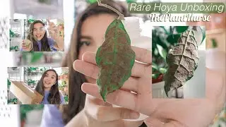 RARE *actually* Hoya Plant Unboxing! | ThePlantNurse Etsy Review