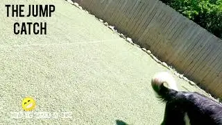 Simple Dog Training Exercises - Canine K9 Specialist Atlanta Georgia
