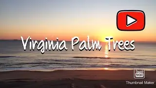 Virginia Hardy Palm Trees