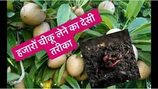 चीकू की देखभाल कैसे करे /कौन-सा खाद कब डालें /How to Care Sapodilla Tree चीकू की खेती कैसे करें
