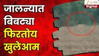 Jalna Leopard | जालन्यात बिबट्या फिरतोय खुलेआम, शेतकऱ्यांमध्ये भीतीचं वातावरण