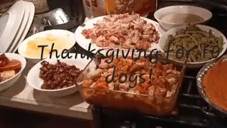Cooking a healthy Thanksgiving feast for my 10 dogs!