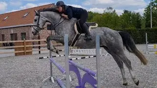 SOLD - Well priced, talented hunter/Eq prospect- 17h 4yo gelding x Asca Z