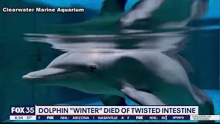 Winter the Dolphin died from intestinal torsion, vets say