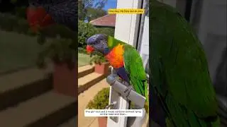 This girl rescued a weak rainbow lorikeet lying on the road, and then...