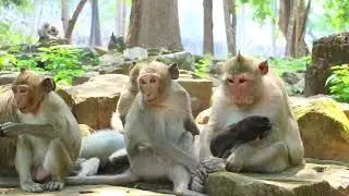 Mama Princess Sit With Paisley During Get Some Fruits on Stone  YSO-244