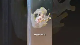 the world's cutest frog x4