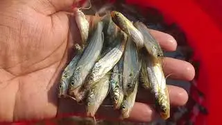 Gulsha Macher Pona. Gulsha Mas cash Poddhoti. Gulsha Fish Seeds.  Gulsha Harvesting. 01724418446