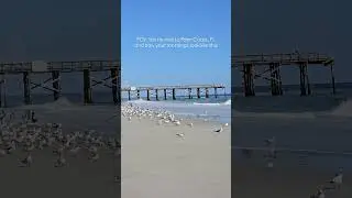 Why Palm Coast FL? #florida #realtor #palmcoast
