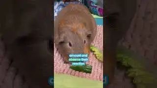 Правда о эндиве для морских свинок