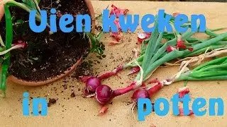 Uien in potten kweken