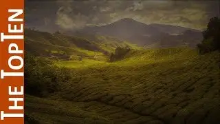 The Top Ten Tea Producing Countries in the World