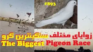 سنگین ترین گروی تاریخ کبوتر جهان در بام ایران کاشان FLIGHT OF 2555 KASHANI PIGEONS IN BIGGEST RACE