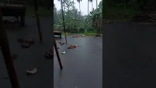 Nagkalat sa kuprahan #coconutbusiness #farming