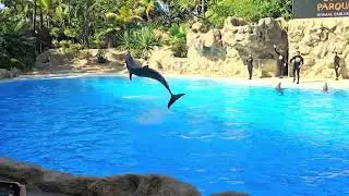 Шоу дельфинов - Loro Parque - 12.01.26 Тенерифе