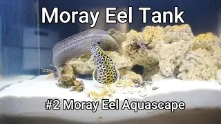 Moray Eel Tank - 02 - Moray Eel Aquascape