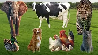 Farm Animal Life: Chicken, Cat, Monkey, Fish, Cow, Goat, Duck, Pig, Rabbit - Farm Animal Sounds