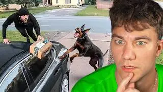 KDYŽ ZLODĚJI NARAZILI NA HLÍDACÍ PSY