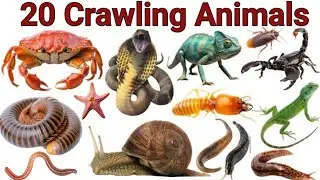  20 Crawling Animals Names in English for Kids Vocabulary Learning |रेंगने वाले जानवरों के नाम ||