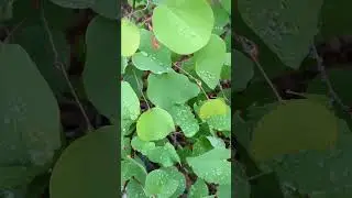 Water droplets|Dew drops|After rain drizzle #rain #dewdrops #droplets #drizzle #fresh