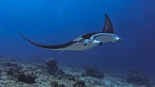 Diving Addu Atoll 2025